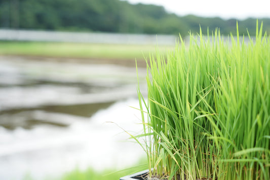 東名で行ける酒蔵 — 静岡・山梨から1時間、秦野の丹沢テロワール